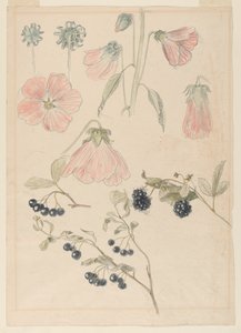 Estudis de detalls botànics: Hollyhocks, Blueberries i Blackberries finès tekijältä Samuel Colman