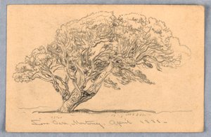 Piirtäminen, tutkimukset. Puut, Santa Barbara, Kalifornia, 1888 tekijältä Samuel Colman