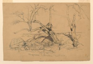 Piirtäminen, tutkimukset. Puut, Santa Barbara, Kalifornia, 3. helmikuuta 1888. tekijältä Samuel Colman
