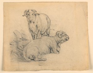 Piirustus, Tutkimus. Kaksi pässiä., n. 1850 tekijältä Samuel Colman