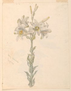 Lily, Stockbridge tekijältä Samuel Colman