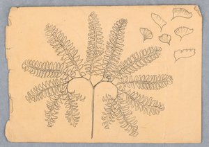 Maidenhair Saniainen tekijältä Samuel Colman