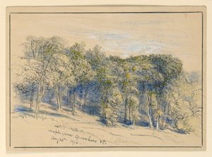 Tutkimus Maple Grovesta, Greensborosta, Vermontista tekijältä Samuel Colman