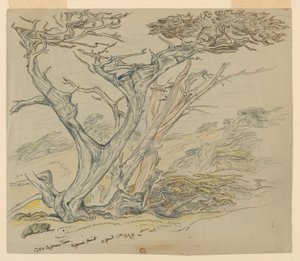 Tutkimus vanhoista sypressipuista, Cypress Point tekijältä Samuel Colman