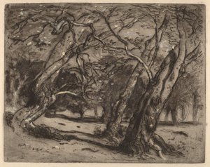 Nimetön (metsämaisema) tekijältä Samuel Colman