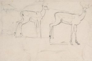 Tutkimus kahdelle seisovalle Pallah Deerille tekijältä Samuel Daniell