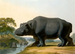 Virtahepo, 1804