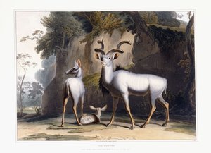 Koodoo, 1804 tekijältä Samuel Daniell