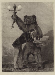 Bear Trophy Marlborough Housessa tekijältä Samuel Edmund Waller