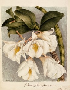 Dendrobium Formosum, n. 1839 (akvarelli) tekijältä Samuel Holden