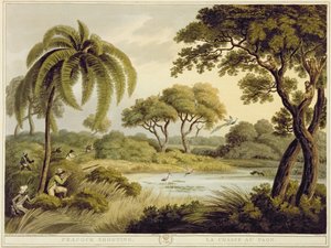 Peacock Shooting, Oriental Field Sportsilta, pub. kirjoittanut Edward Orme, 1807 (painettu)
