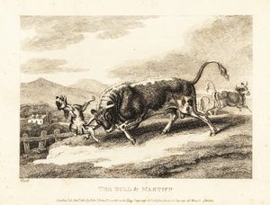 Härkä tappaa koiran pellolla. 1811 (etsaus) tekijältä Samuel Howitt