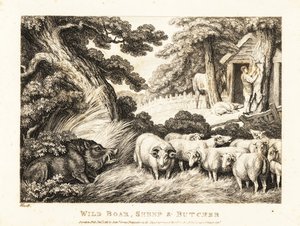 Lammaslauma odottaa teurastajan teurastusta. 1811 (etsaus) tekijältä Samuel Howitt