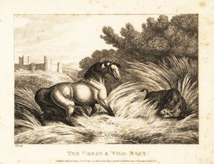 Hevonen ja villisika kohtaavat laitumella. 1811 (etsaus) tekijältä Samuel Howitt