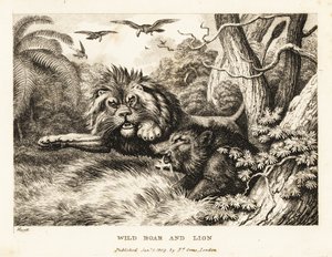 Leijona ja villisika tappelevat samalla kun korppikotkat kiertävät yläpuolella. 1811 (etsaus)