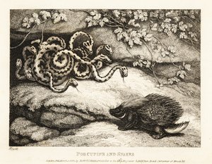 Piikkisian terävät sulkakynät ajavat ulos käärmepesän luolasta 1811 (etsaus)