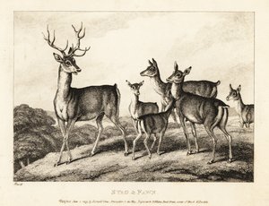 Polttarit, joilla on hirviöitä ja vasuja. Hirvi ja vasikka. 1811 (etsaus) tekijältä Samuel Howitt
