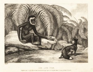Hännäntön apina pyytää ketulta häntäänsä. Apina ja kettu. 1811 (etsaus)