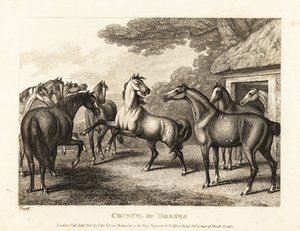 Nuori varsa yrittää nostaa kapinaa tallissa. 1811 (etsaus) tekijältä Samuel Howitt