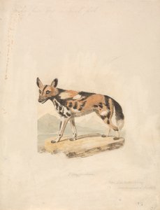 Abessinian Koira
