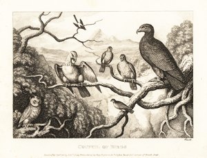 Kotka johtaa lintujen tuomioistuinta puussa. 1811 (etsaus) tekijältä Samuel Howitt