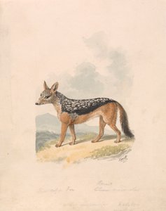 Mustaselkäsakaali tekijältä Samuel Howitt