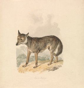 Canis Lupus tai harmaa susi tekijältä Samuel Howitt