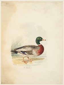 Ankka - Anas boschas (recto), n. 1813-22 (grafiitti, kynä & ruskea muste & akvarelli, grafiitti kudospaperille) tekijältä Samuel Howitt