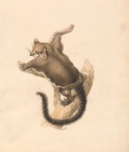 Liito-orava tekijältä Samuel Howitt