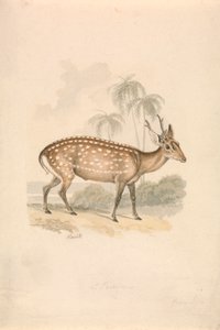 Hog Deer tekijältä Samuel Howitt