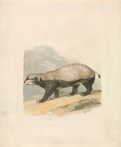 Mesimäyrä tekijältä Samuel Howitt