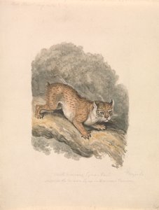 Pohjois-Amerikan ilves tekijältä Samuel Howitt