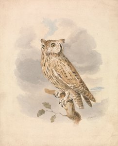 Scops Pöllö tekijältä Samuel Howitt