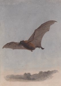 Vampyyrilepakkotutkimus tekijältä Samuel Howitt