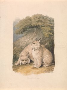 Kanadan ilves elämästä tekijältä Samuel Howitt