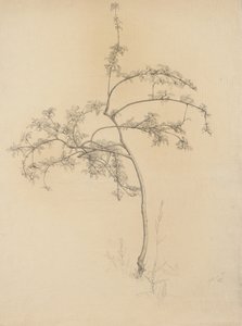 Kukkiva puu, 1884 (grafiitti härskille paperille)
