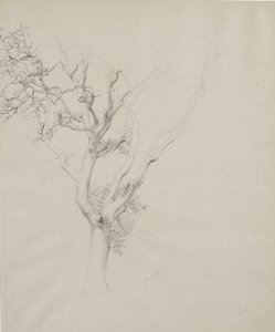 Puututkimus, 1884 (grafiitti harmaalla kudottupaperilla)