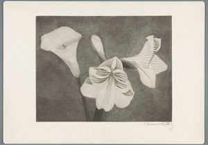Amaryllis ja arum tekijältä Samuel Jessurun de Mesquita (signed by artist)