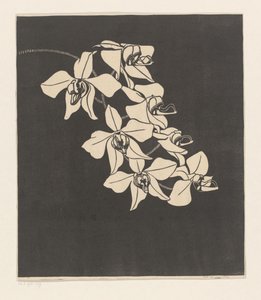 orkideat tekijältä Samuel Jessurun de Mesquita (signed by artist)