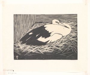 Valkoinen haikara (Magoear Stork)