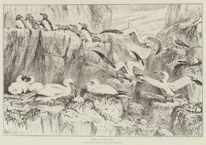Birds on the Bass Rock, Natural History Museumissa, South Kensingtonissa tekijältä Samuel John Carter