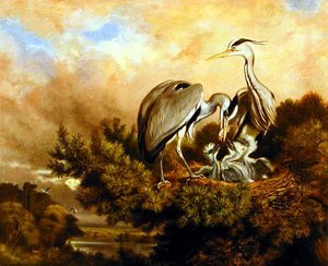 Heron Feeding The Young In A Pine Tree tekijältä Samuel John Carter