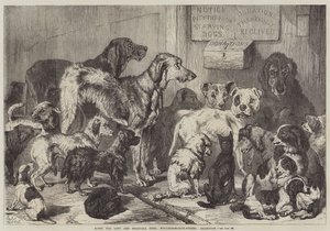 Kadonneiden ja nälkäisten koirien koti, Hollingsworth-Street, Islington