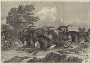 Sable-antiloopin metsästys Etelä-Afrikassa
