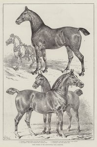 Palkintohevoset Agricultural Hallissa, Islingtonissa tekijältä Samuel John Carter