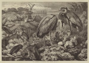 Heronry Didlington Parkissa, Norfolkissa tekijältä Samuel John Carter