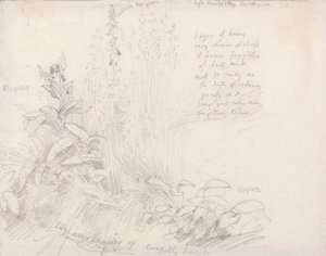 Foxgloves tekijältä Samuel Palmer