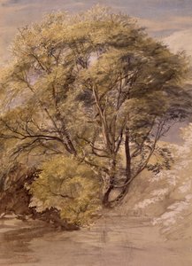 Tutkimus pajupuusta, n. 1850 (akvarelli paperille) tekijältä Samuel Palmer