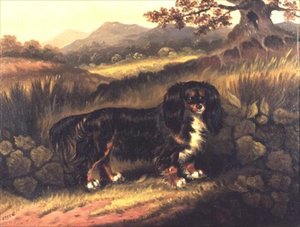 King Charles Spaniel "Fuss" maisemassa