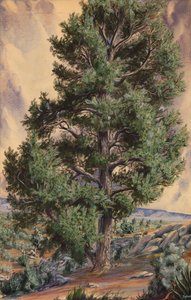 Pine Tree, n.d. tekijältä Sandow